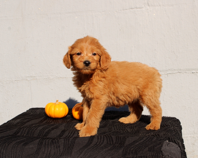 puppy, for, sale, Mini Goldendoodle F1, Matthew B. Stoltzfus, dog, breeder, Gap, PA, dog-breeder, puppy-for-sale, forsale, nearby, find, puppyfind, locator, puppylocator, aca